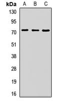 Polyclonal Rabbit anti-Human ZNF264 Antibody (IHC, IF, WB)
