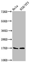 BIRC5 / Survivin Antibody (aa1-140)