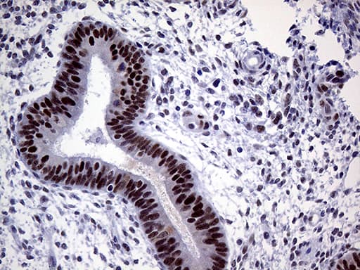 MLH1 Antibody (aa299-527, clone OTI3C1)