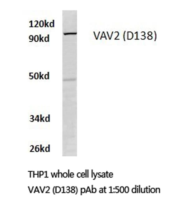 VAV2 Antibody (Asp138)