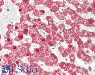 IFN Beta / Interferon Beta Antibody (aa22-187)
