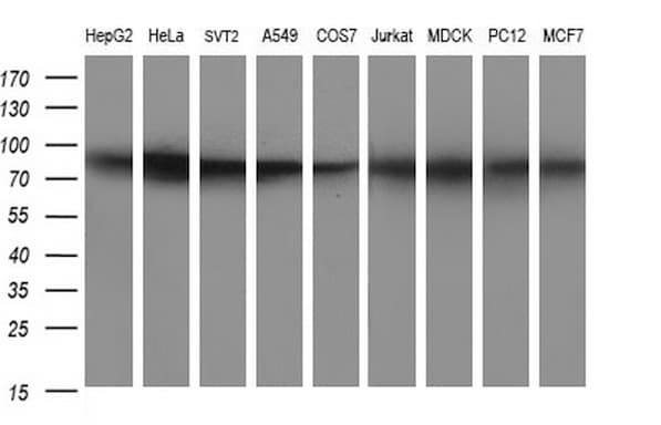 CD44 Antibody (clone OTI5C4, Carrier-free)