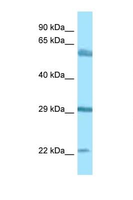 BEGAIN Antibody (aa273-322)