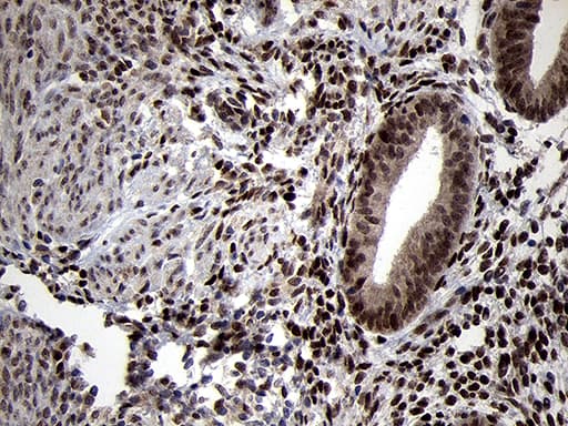 TCF12 / HEB Antibody (clone OTI3D2)