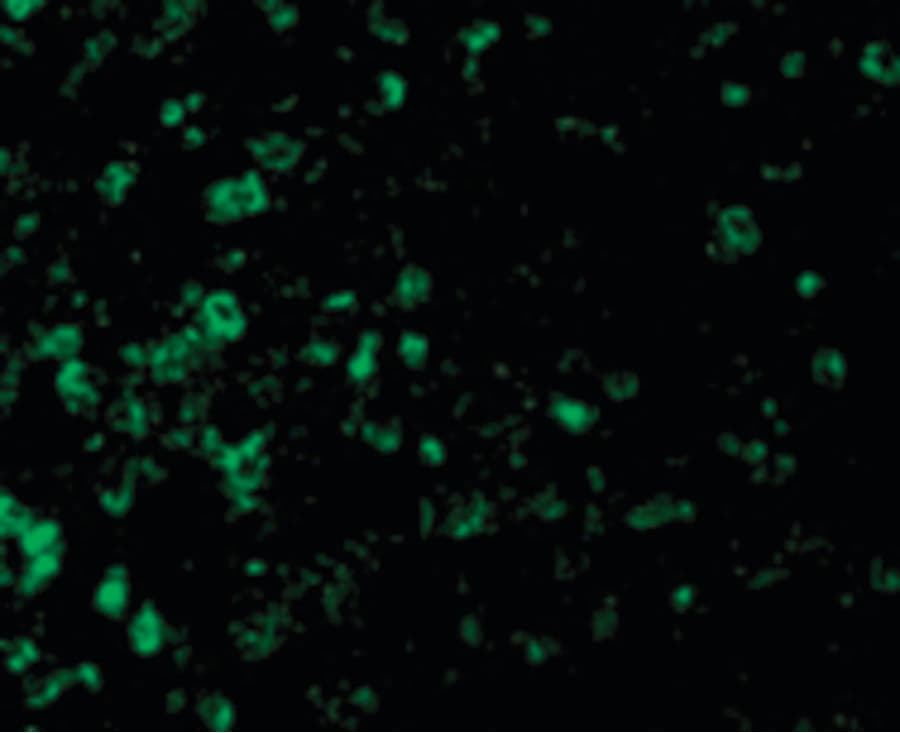 IHC-plus™ Polyclonal Rabbit anti-Mouse DFFA / ICAD / DFF45 Antibody (IHC, IF, WB)