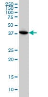 MAPKAPK3 Antibody (clone 2B5)