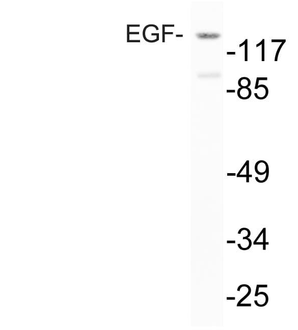 EGF Antibody (Arg709)
