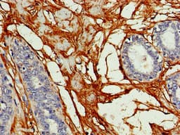 GJA8 / CX50 / Connexin 50 Antibody