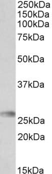 IHC-plus™ HLA-DQA2 Antibody (aa40-50)