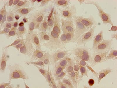 HIST1H2AI Antibody