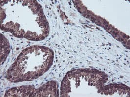 RNH1 Antibody (clone OTI2B1, Carrier-free)