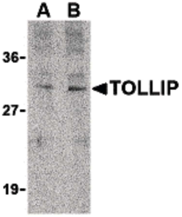 IHC-plus™ TOLLIP Antibody