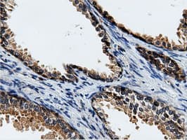 CBWD1 Antibody (clone OTI3F9)