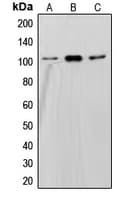 SND1 Antibody (Internal)