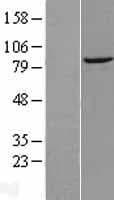 DTX3L Protein (Over-Expression Lysate Myc-DDK (Flag))