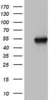 Monoclonal Mouse anti-Human NAB1 Antibody (clone OTI5F2, aa237-487, IHC, WB)