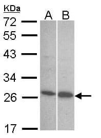 EDN1 / Endothelin 1 Antibody (aa141-212)