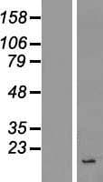 INSL4 Protein (Over-Expression Lysate Myc-DDK (Flag))
