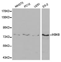 IKBKB / IKK2 / IKK Beta Antibody
