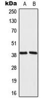 IHC-plus™ MRPL39 Antibody (C-Terminus)