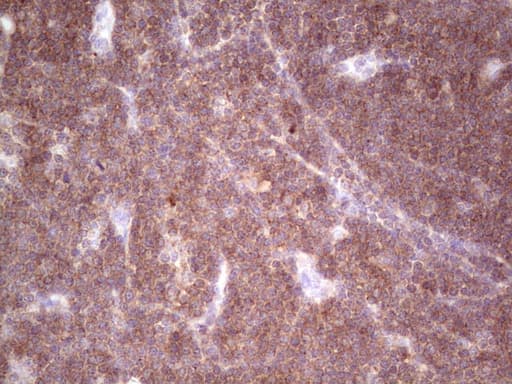 TNFRSF18 / GITR Antibody (aa26-162, clone OTI9G8, Carrier-free)