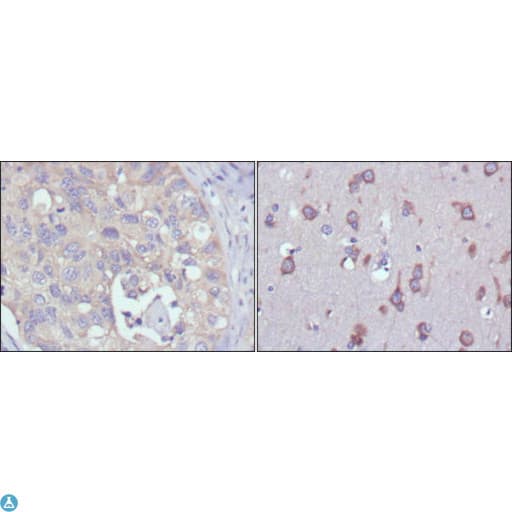 RPS27 / Ribosomal Protein S27 Antibody