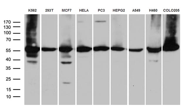 CCT4 / SRB Antibody (clone OTI5E5)