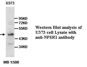 Polyclonal Rabbit anti-Human NPSR1 / NPSR / GPR154 Antibody (WB)