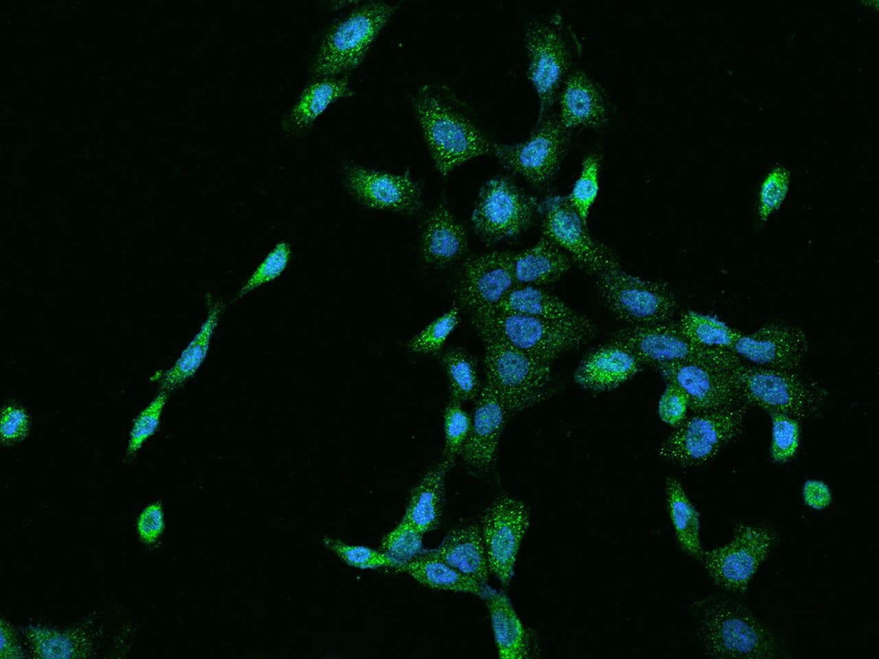 CNNM3 Antibody