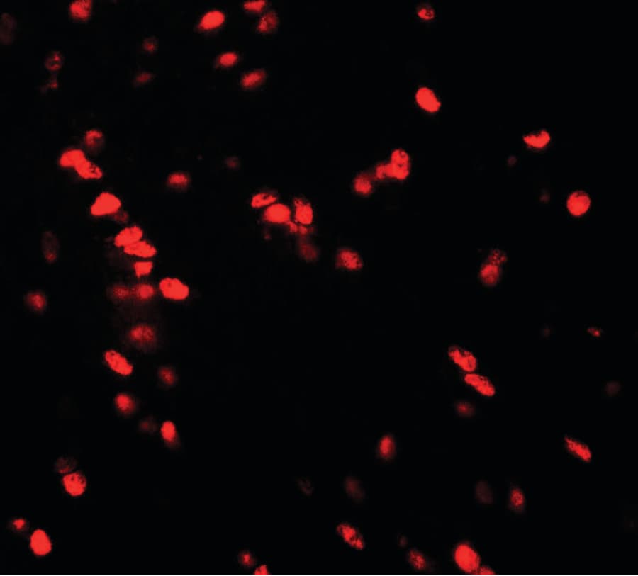 IHC-plus™ NUCB2 / Nucleobindin 2 Antibody