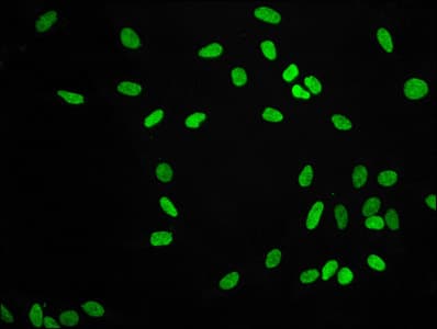 HIST1H3A Antibody