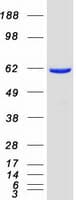 Human PACSIN2 Protein (Recombinant Myc-DDK (Flag))