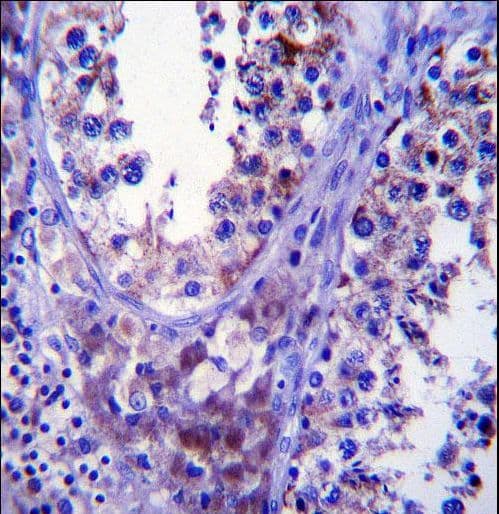 SDF2L1 Antibody (aa160-189)