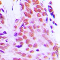RPL28 / Ribosomal Protein L28 Antibody (Internal)