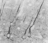 Monoclonal Mouse anti-Mouse DLG4 / PSD95 Antibody (clone 7E3-1B8, IF, WB)