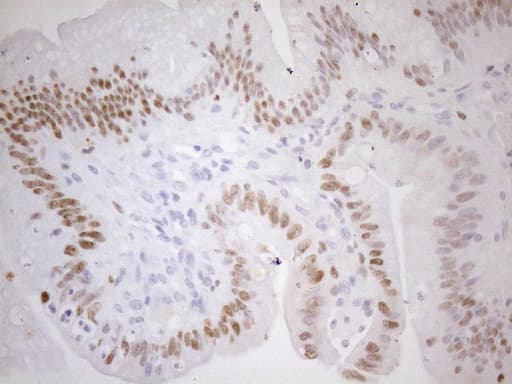 FOS / c-FOS Antibody (clone UMAB221, Carrier-free)
