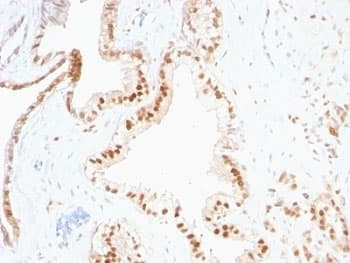 CDKN1B / p27 Kip1 Antibody (clone SPM348, Azide-free, BSA-free)
