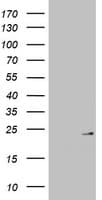 MRPL13 Antibody (clone OTI6A11)