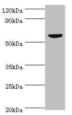 KMO Antibody (aa1-260)
