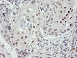 TLE1 / TLE 1 Antibody (clone OTI3H3)