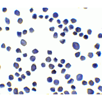 IHC-plus™ SUSD3 Antibody