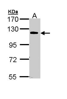 CARD10 / CARMA3 Antibody