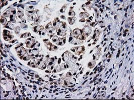 NHEJ1 / XLF Antibody (clone OTI3D6)
