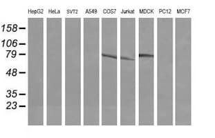 DEF6 Antibody (clone OTI2G2)