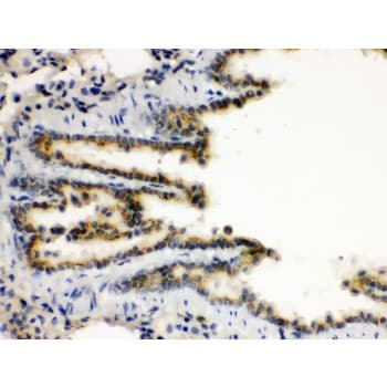XBP1 Antibody (aa59-85)
