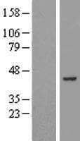 ZBTB37 Protein (Over-Expression Lysate Myc-DDK (Flag))