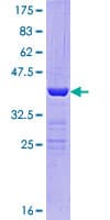 Human POLR2J2 Protein (Recombinant GST)