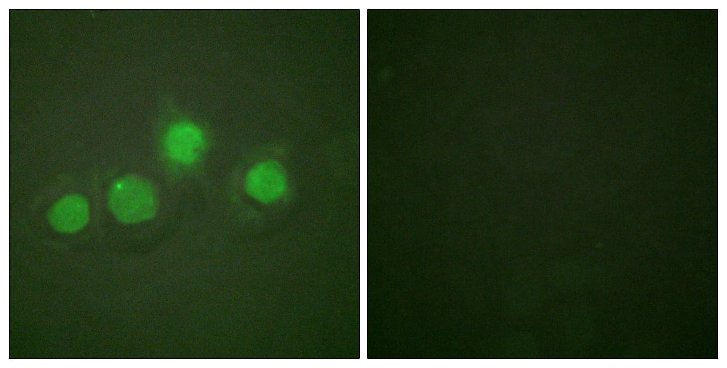 Polyclonal Rabbit anti-Human GATA4 Antibody (phospho-Ser262, IF, WB)