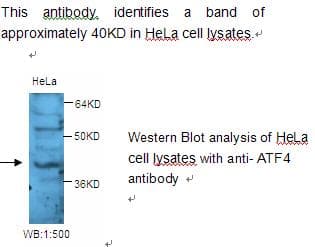 IHC-plus™ ATF4 Antibody
