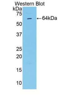 MMP2 Antibody (aa110-660, Cy3)